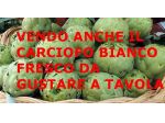 Piante grosse del Carciofo Bianco di Pertosa/Auletta