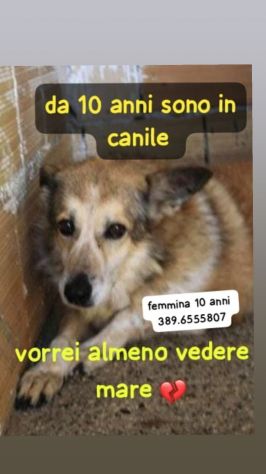 NINA 10 ANNI TAGLIA MEDIA IN CANILE… - Foto 2