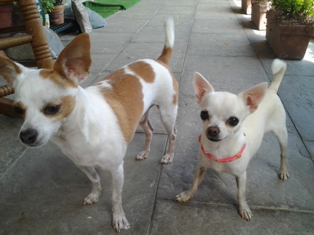 custodia animali domestici pensione piccoli cani - Foto 2