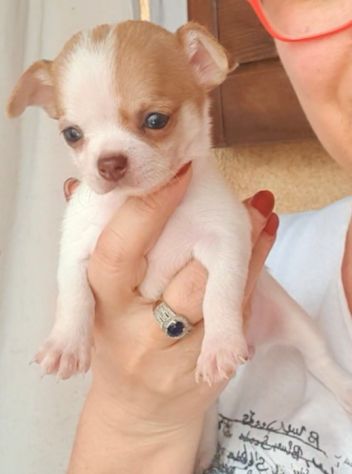 Chihuahua femmina pedigree - Foto 5