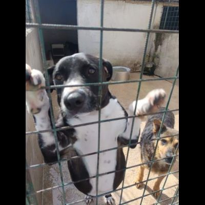 SILVESTRO DESIDERIO DI CAREZZE CANE IN ADOZIONE - Foto 3