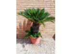 Cycas Revoluta disponibile in Vaso da 50 cm circa altezze varie a scelta