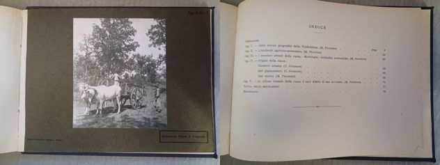 La RAZZA BOVINA di VAL di CHIANA, Dottori M. PICCININI e G. GUGNONI. 1909. - Foto 9