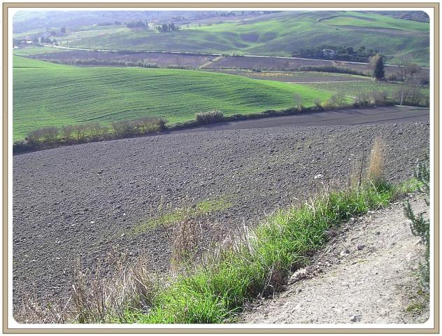 Agricolo in vendita a Chianni