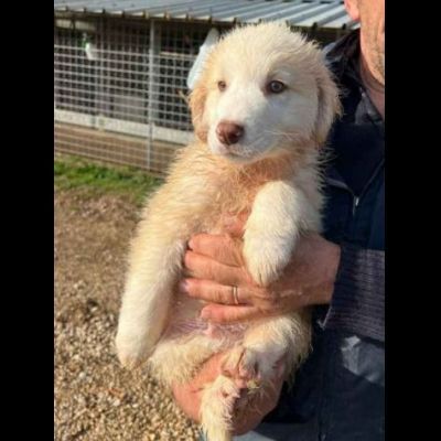 MILO ADORABILE CUCCIOLO IN ADOZIONE - Foto 4