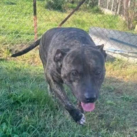 Zaza' ha un' indole meravigliosa, affettuoso cane in adozione 20 kg di tenerezza - Foto 2