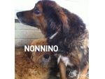 NONNINO, adozione del cuore