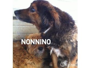 NONNINO, adozione del cuore