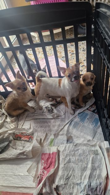 Chihuahua pelo corto crema - Foto 7