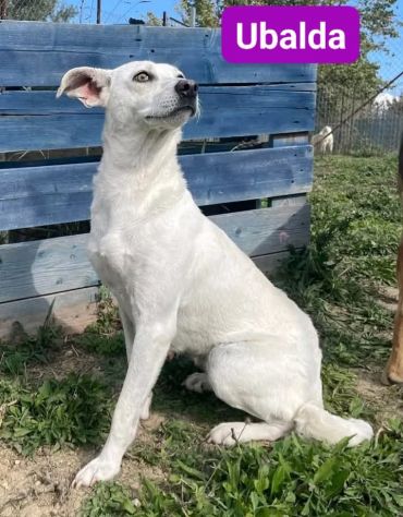 UBALDA E UGOLINO CAGNOLINI IN ADOZIONE