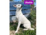 UBALDA E UGOLINO CAGNOLINI IN ADOZIONE