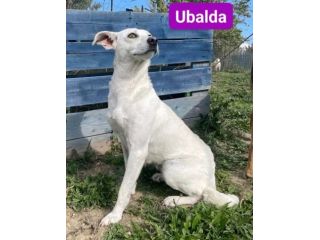 UBALDA E UGOLINO CAGNOLINI IN ADOZIONE