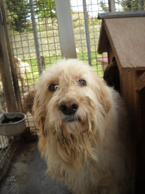 GEREMIA, simpaticissimo spinone - Foto 2