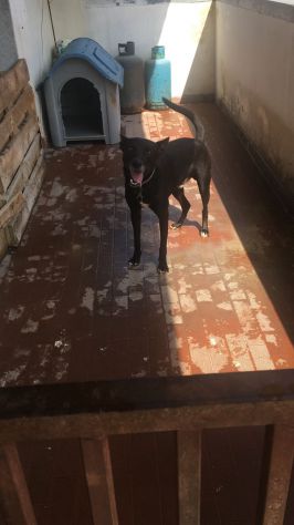 Milo DOPO 5ANNI IN BALCONE SENZA USCIRE.. SALVATO!URGE ADOZIONE!BENEVENTO - Foto 2