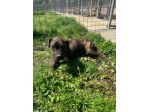 Tasha adozione cane tripode