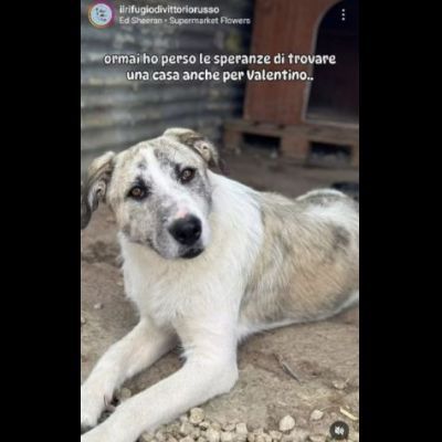 VALENTINO CUCCIOLONE IN ADOZIONE - Foto 5