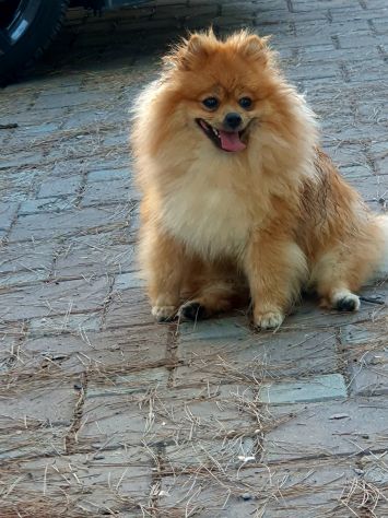 Disponibile maschio spitz di pomerania nano per monta - Foto 4