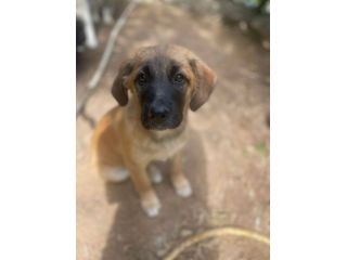 Polpetta cucciola