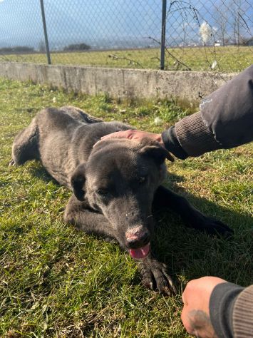 CANE IN ADOZIONE: LEO dolce carbonello