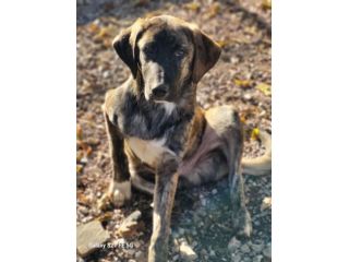 OLIVER E BRED CUCCIOLI IN ADOZIONE