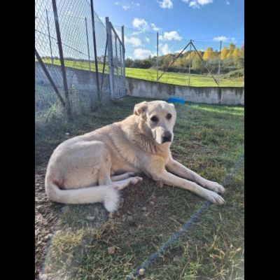 ORSO MAGNIFICO CARATTERE CANE IN ADOZIONE