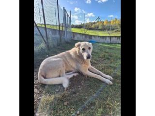 ORSO MAGNIFICO CARATTERE CANE IN ADOZIONE