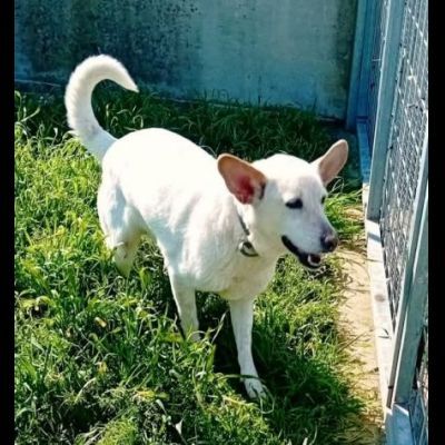 CUKY SEMPLICEMENTE DELIZIOSA CAGNOLINA IN ADOZIONE - Foto 9