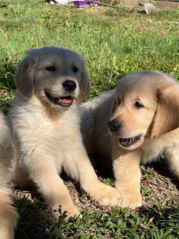 GOLDEN RETRIEVER CUCCIOLI COLOR CREMA - Foto 2
