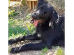 Jerry dolcissimo spinone in adozione