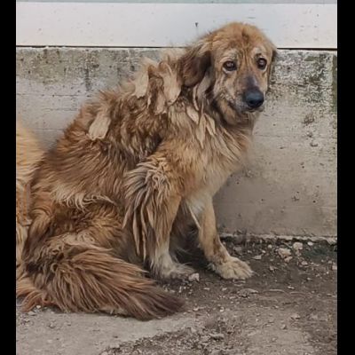 MERLINO E ANACLETO FRATELLI INSEPARABILI CANI IN ADOZIONE DI COPPIA - Foto 6
