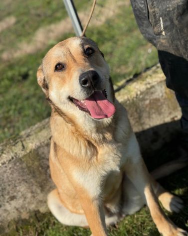 MINERVA CAGNOLINA IN ADOZIONE - Foto 5