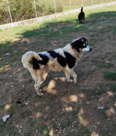 CANE IN ADOZIONE: PEGGY - Foto 10