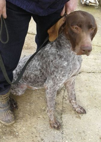 BIRILLO, bellissimo bracco in cerca di casa - Foto 2