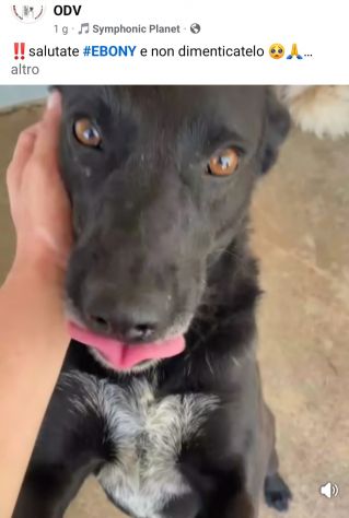 EBONY CATTURA IL CUORE CANE IN ADOZIONE - Foto 2