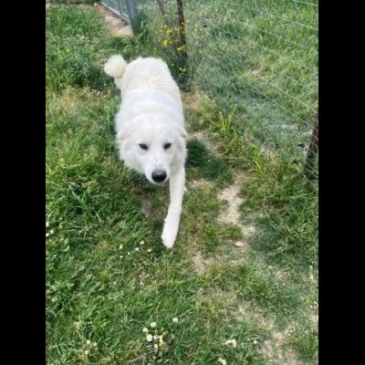 GERICO SPLENDIDO PMA, PRIGIONIERO IN CANILE, CANE IN ADOZIONE - Foto 8