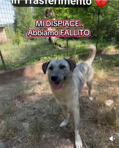 MIELE E MILO MIRACOLI D' AMORE CUCCIOLI IN ADOZIONE - Foto 10