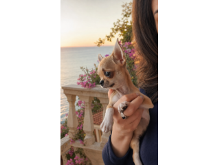 Chihuahua toy pedigree