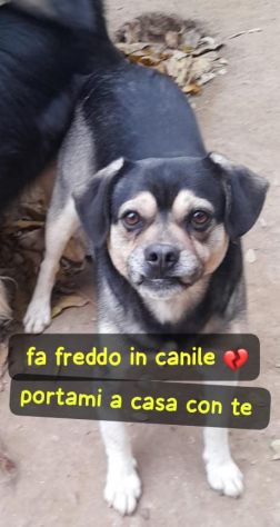 PEPE 3 ANNI 16 KG taglia media piccola IN CANILE - Foto 2