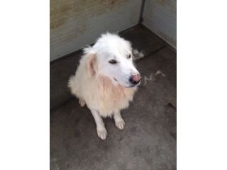SANDRA, bellissima mix golden
