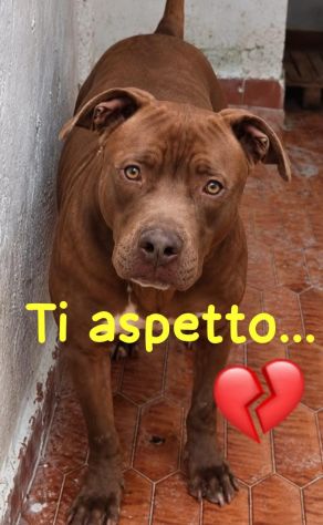 RED AMSTAFF 2 ANNI - Foto 3