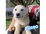 ALISEO, UN SOFFIO DI DOLCEZZA, CUCCIOLO IN ADOZIONE