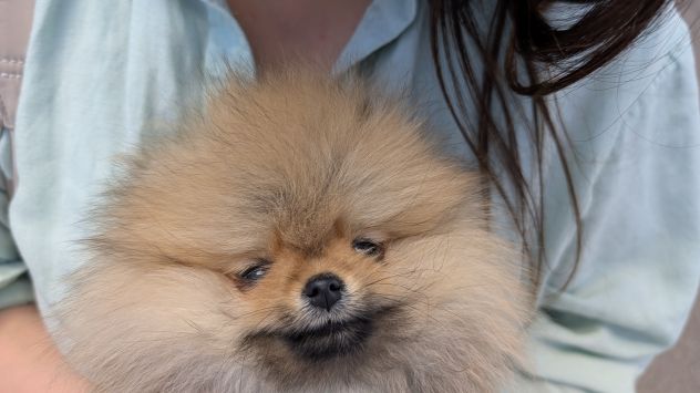 Cucciola di pomerania, femmina , 4 mesi - Foto 7