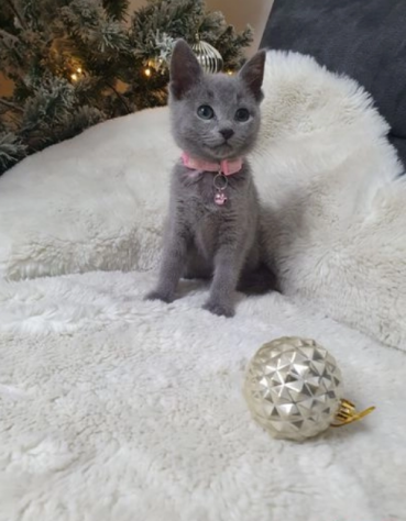 Adozione di due Blu di Russia Gattini - Foto 3