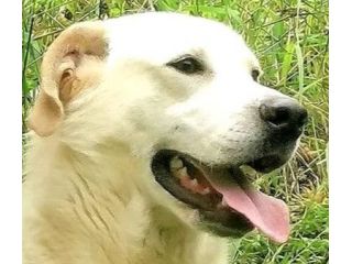 LIBECCIO cane in adozione