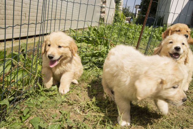 GOLDEN RETRIEVER CUCCIOLI - Foto 3