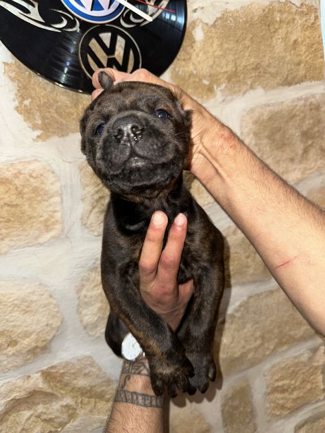 🐾Cuccioli di cane corso in cerca di una famiglia 🐾 - Foto 8