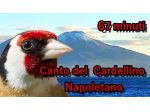 CD e USB canto del cardellino napoletano