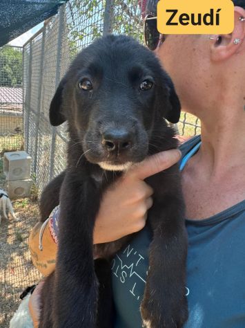 CUCCIOLI IN ADOZIONE - Foto 6