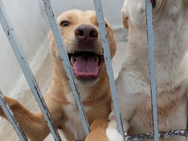 Romeo, pieno di voglia di vivere - Foto 3