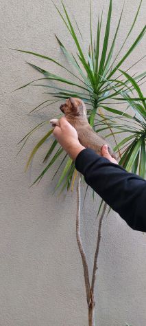 Cucciolo di chihuahua
